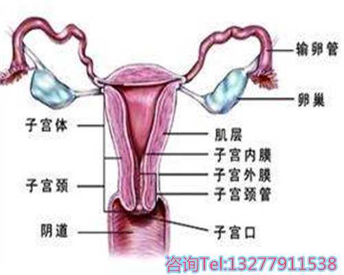 2026年试管婴儿流程详解与费用指南
